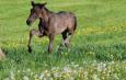 DUC IVAR - 2022 BLACK COLT