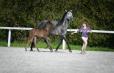 DUC IVAR - 2022 BLACK COLT