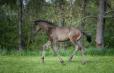 DUC IVAR - 2022 BLACK COLT