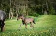 DUC IVAR - 2022 BLACK COLT