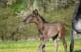 DUC IVAR - 2022 BLACK COLT