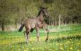 DUC IVAR - 2022 BLACK COLT