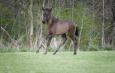 DUC IVAR - 2022 BLACK COLT