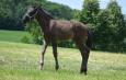 DUC IVAR - 2022 BLACK COLT