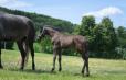 DUC IVAR - 2022 BLACK COLT