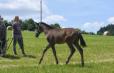 DUC IVAR - 2022 BLACK COLT