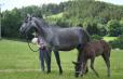 DUC IVAR - 2022 BLACK COLT