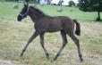 DUC IVAR - 2022 BLACK COLT