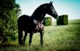 DUC IVAR - 2022 BLACK COLT