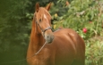 Levante - 2013 Pura Raza Espanola Andalusian horse for sale Spain