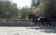 PRE stallion Ducado YR