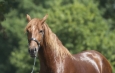 Levante - 2013 Pura Raza Espanola Andalusian horse for sale Spain