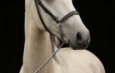 DESEADO - 2014 PRE Spanish horse for sale from Spain