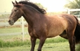PRE stallion Moret II